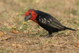 Wąsal czerwonogardły - Lybius guifsobalito - Black-billed Barbet