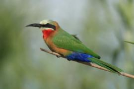 Żołna białoczelna - Merops bullockoides - White-fronted Bee-eater