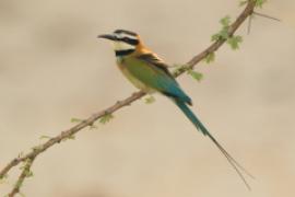 Żołna białogardła - Merops albicollis - White-throated Bee-eater