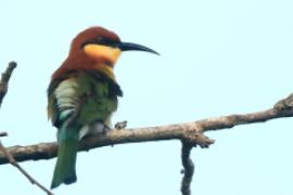 Żołna obrożna - Merops leschenaulti  - Chestnut-headed Bee-eater