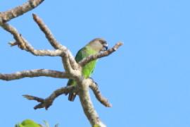 Afrykanka brunatnogłowa - Poicephalus cryptoxanthus - Brown-headed Parrot