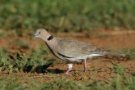 Synogarlica okularowa - Streptopelia decipiens - African Mourning Dove