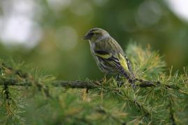 Czyż - Spinus spinus - Eurasian Siskin