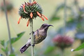 Nektarnik ozdobny - Cinnyris erythrocercus - Red-chested Sunbird