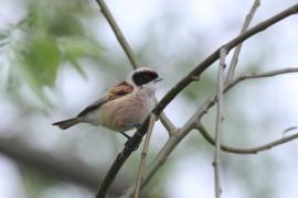 Remiz - Remiz pendulinus - Eurasian Penduline