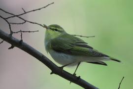 Świstunka - Rhadina sibilatrix - Wood Warbler