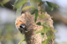Remiz - Remiz pendulinus - Eurasian Penduline