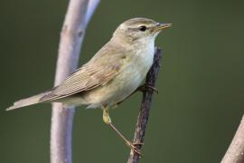 Piecuszek - Phylloscopus trochilus - Willow Warbler