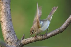 Piecuszek - Phylloscopus trochilus - Willow Warbler