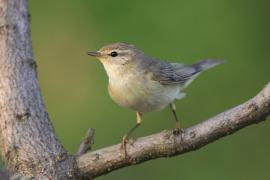 Piecuszek - Phylloscopus trochilus - Willow Warbler
