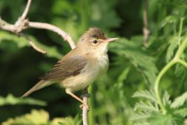 Łozówka - Acrocephalus palustris - Marsh Warbler