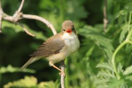 Łozówka - Acrocephalus palustris - Marsh Warbler
