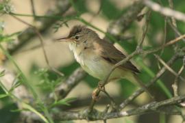 Łozówka - Acrocephalus palustris - Marsh Warbler