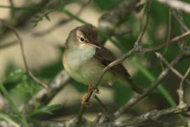 Łozówka - Acrocephalus palustris - Marsh Warbler