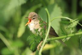Łozówka - Acrocephalus palustris - Marsh Warbler