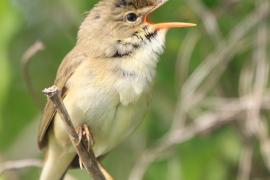 Łozówka - Acrocephalus palustris - Marsh Warbler