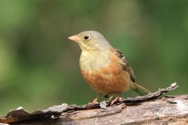 Ortolan - Emberiza hortulana - Ortolan Bunting