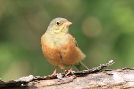 Ortolan - Emberiza hortulana - Ortolan Bunting