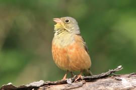 Ortolan - Emberiza hortulana - Ortolan Bunting
