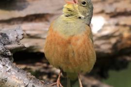 Ortolan - Emberiza hortulana - Ortolan Bunting