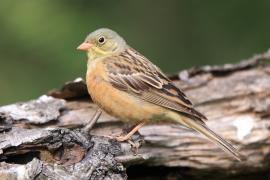 Ortolan - Emberiza hortulana - Ortolan Bunting
