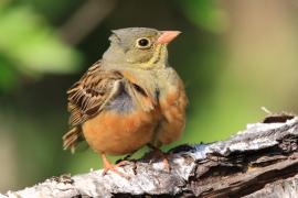 Ortolan - Emberiza hortulana - Ortolan Bunting
