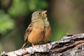 Ortolan - Emberiza hortulana - Ortolan Bunting