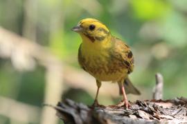 Trznadel - Emberiza citrinella - Yellowhammer