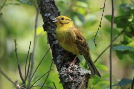 Trznadel - Emberiza citrinella - Yellowhammer