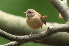 Strzyżyk - Troglodytes troglodytes - Eurasian Wren