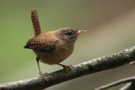 Strzyżyk - Troglodytes troglodytes - Eurasian Wren