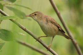 Trzcinniczek - Acrocephalus scirpaceus - Common Reed Warbler