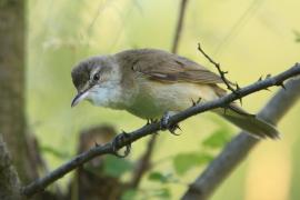 Trzciniak - Acrocephalus arundinaceus - Great Reed-Warbler