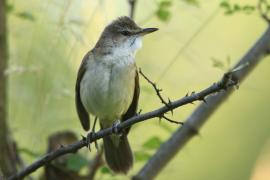 Trzciniak - Acrocephalus arundinaceus - Great Reed-Warbler