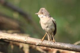 Cierniówka - Sylvia communis - Common Whitethroat