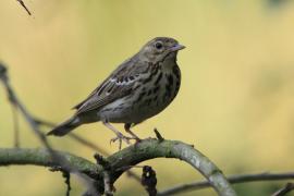 Świergotek drzewny - Anthus trivialis - Tree Pipit