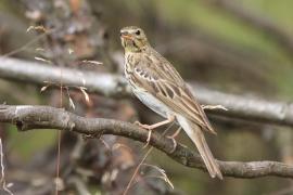 Świergotek drzewny - Anthus trivialis - Tree Pipit