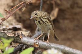 Świergotek drzewny - Anthus trivialis - Tree Pipit