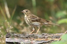 Świergotek drzewny - Anthus trivialis - Tree Pipit