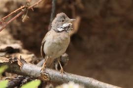 Cierniówka - Sylvia communis - Common Whitethroat