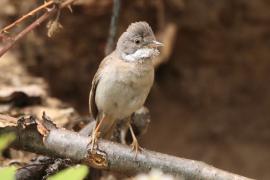 Cierniówka - Sylvia communis - Common Whitethroat