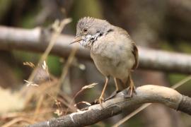 Cierniówka - Sylvia communis - Common Whitethroat