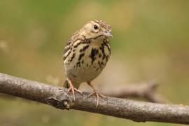 Świergotek drzewny - Anthus trivialis - Tree Pipit