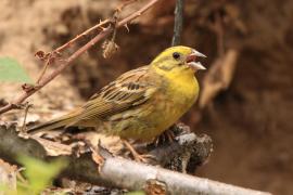Trznadel - Emberiza citrinella - Yellowhammer