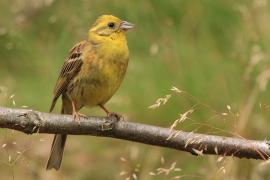 Trznadel - Emberiza citrinella - Yellowhammer