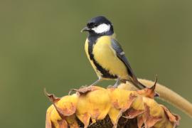 Bogatka - Parus major - Great Tit
