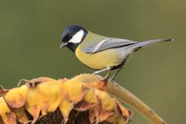 Bogatka - Parus major - Great Tit