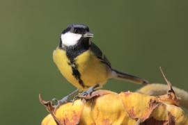 Bogatka - Parus major - Great Tit