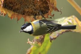Bogatka - Parus major - Great Tit