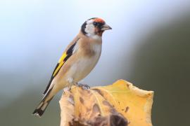 Szczygieł - Carduelis carduelis - European Goldfinch